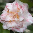 Magnolia Queen